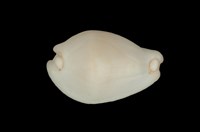 藏品(玉兔螺)的圖片